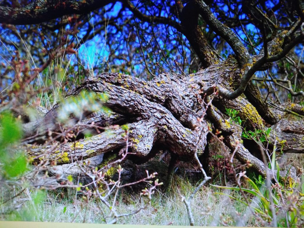 chêne tortueux 
La Vanlée